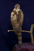 鳳頭蒼鷹藏品圖，第5張